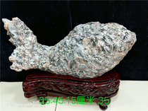  Qishi Guizhou Qingyuan stone decoration natural stone Big fossil Taihu Stone Qishi ornamental stone Town house stone collection gift