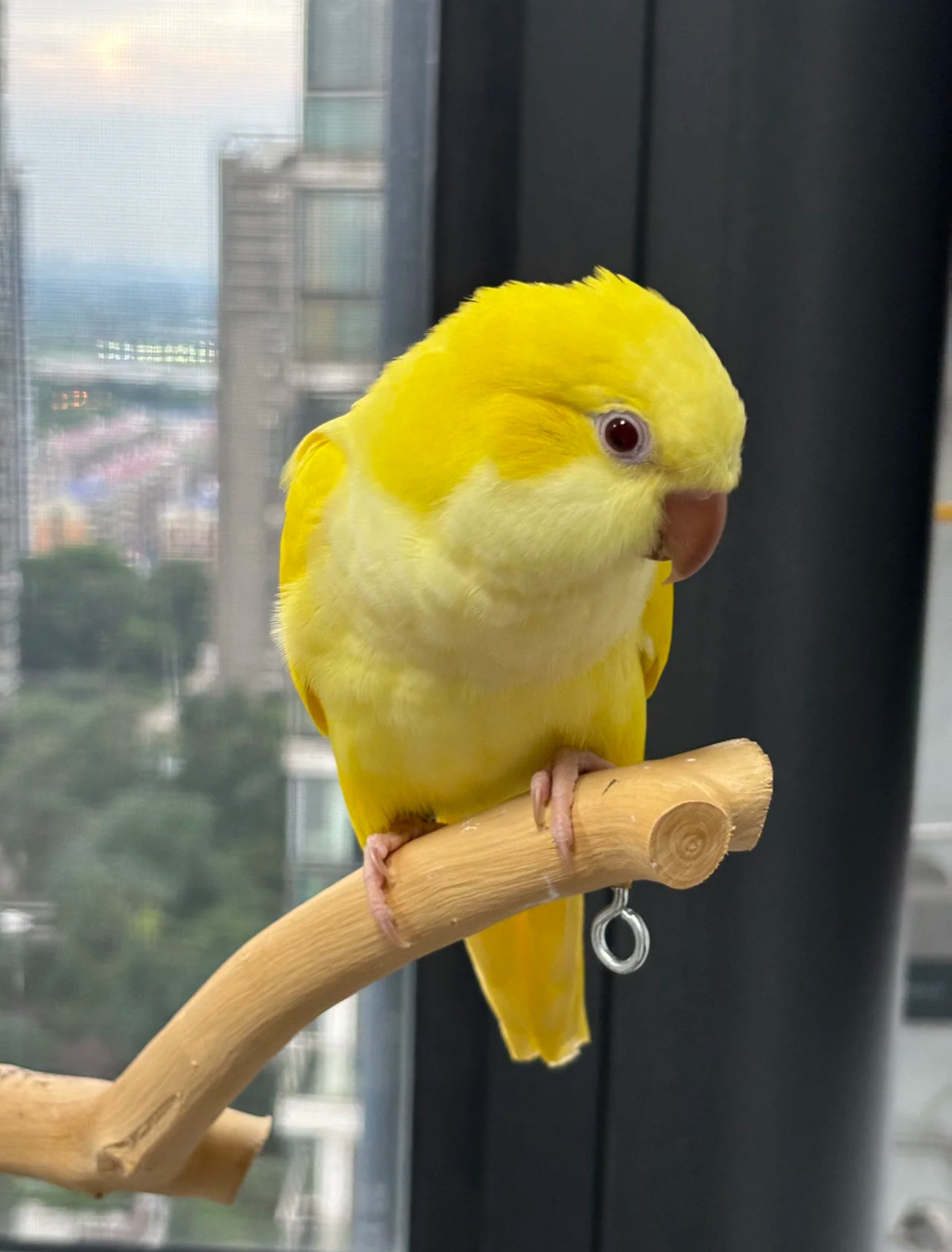 飞飞鸟舍
