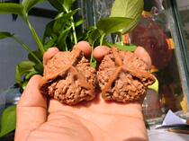 Wenwen Walnut Lion Head Triangle is running four-sided Fidelity spelling hat conjoined body shaped finished product large size collection gift