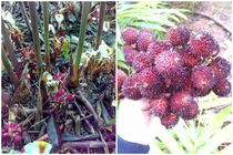 Fresh spring Amomum villosum fruit Yangchun specialty fresh Amomum fruit wet Amomum villosum fresh fruit raw Amomum fruit soaking honey wine 500g