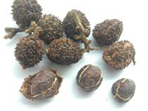 Spring Amomum special spring spring sand Ren flat Dragon farm dried fruit no sprout etc. 50g