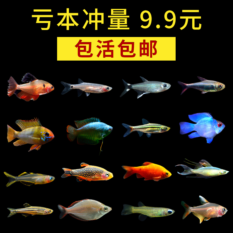 熱帶觀賞魚小型淡水好養小魚活冷水槽魚純種孔雀斑馬紅綠燈科魚苗 熱帶觀賞魚小型淡水好養小魚活冷水槽魚純種孔雀斑馬紅綠燈科魚苗