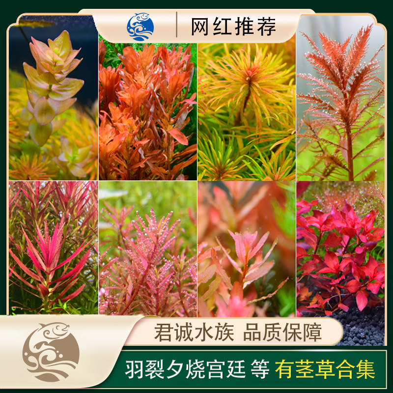 Fish tank aquatic scenery package oxygen plant living light in the background negative centipede court purple red rose