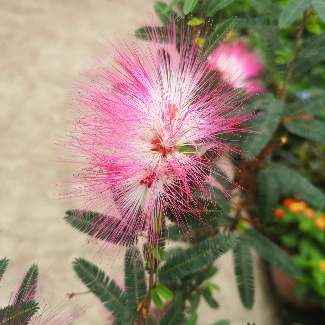 正宗香水合欢花盆栽树苗粉扑花绒树花多年生常绿乔木耐寒耐热包邮