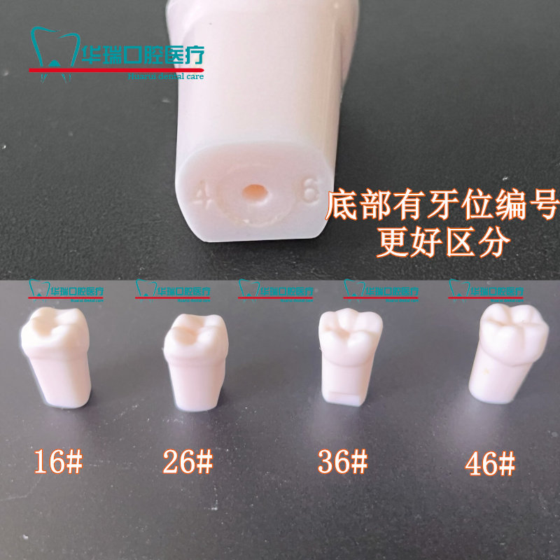 牙医牙粒牙科树脂仿真离体树脂牙齿科仿真树脂牙备洞牙粒