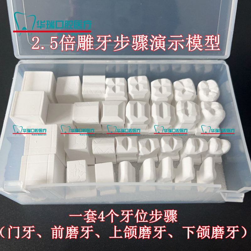 牙科 口腔学生练习雕刻牙齿步骤模型 2.5倍石膏雕牙步骤演示模型