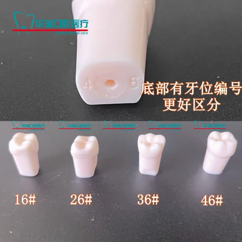 口腔牙科牙齿牙医考试练习备牙牙粒仿真离体树脂模型牙备牙模型