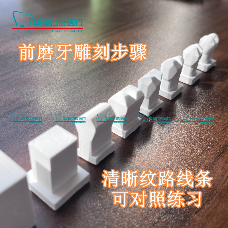 牙科 口腔学生练习雕刻牙齿步骤模型 2.5倍石膏雕牙步骤演示模型