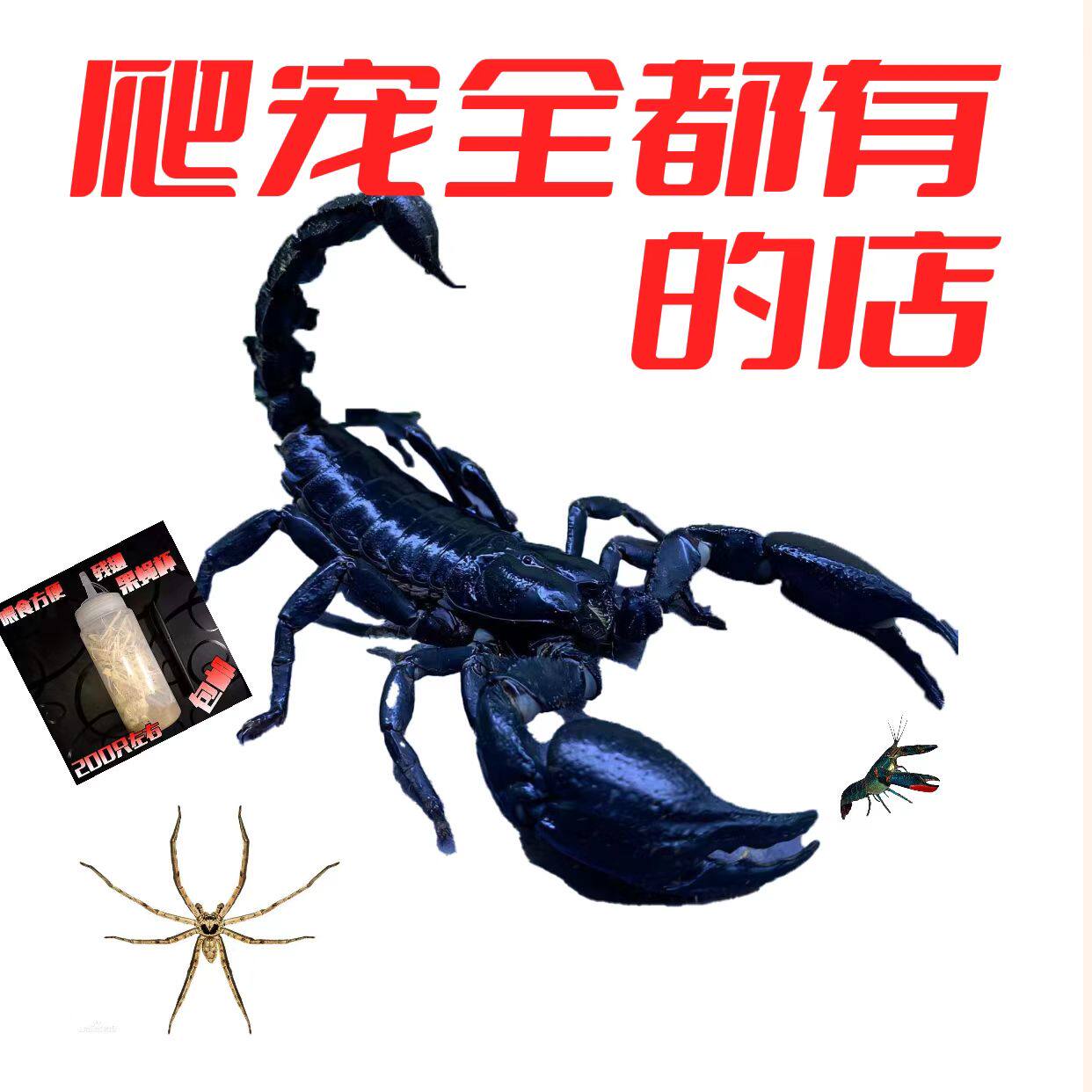 爬宠全都有的店的LOGO