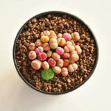 镜绿 20 Южный африканский смешанный каменные цветы Маленький PP Butting Blooming содержит зеленый вентилятор Zixun MES.
