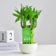 BAMBUI BAMBOO C-Slow