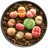 镜绿 20 Южный африканский смешанный каменные цветы Маленький PP Butting Blooming содержит зеленый вентилятор Zixun MES.