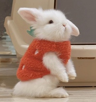 Rabbit Live Pygmy Rabbit Hawk Net Red Cat Cattle Rabbit Princess Panda Hanging Dodge Little White Rabbit Pet Rabbit