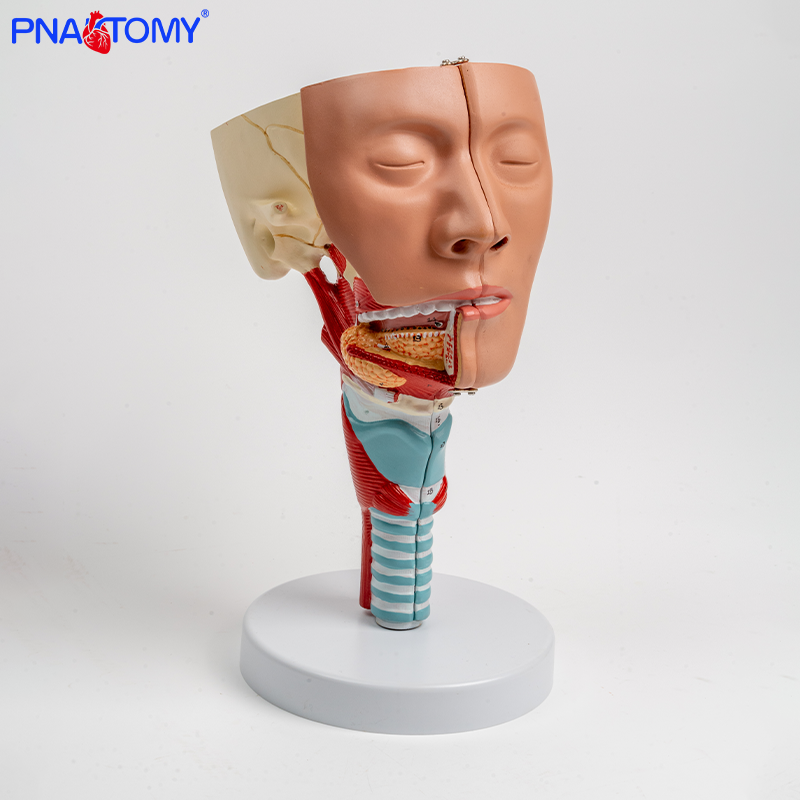 口鼻咽喉口腔肌肉解剖模型头颈面部喉肌甲状腺神经血管耳鼻喉五官