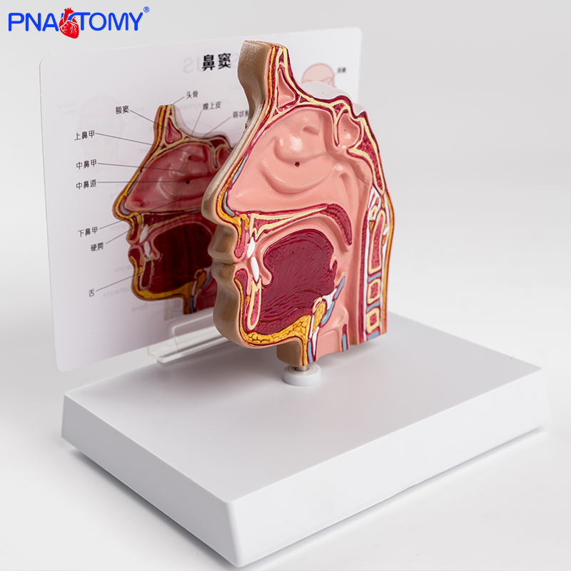 人体医学鼻腔解剖模型内窥镜穿刺教学工具鼻部医学鼻子耳鼻喉科教