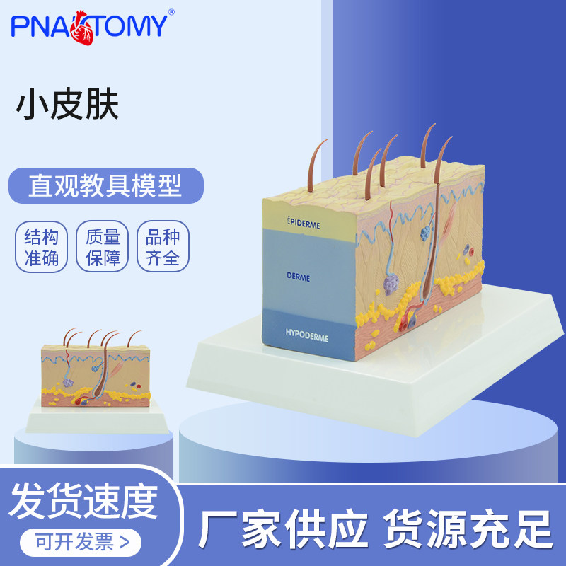医学教学皮肤解剖模型表皮真皮皮下组织人体皮肤生理构造皮肤科室