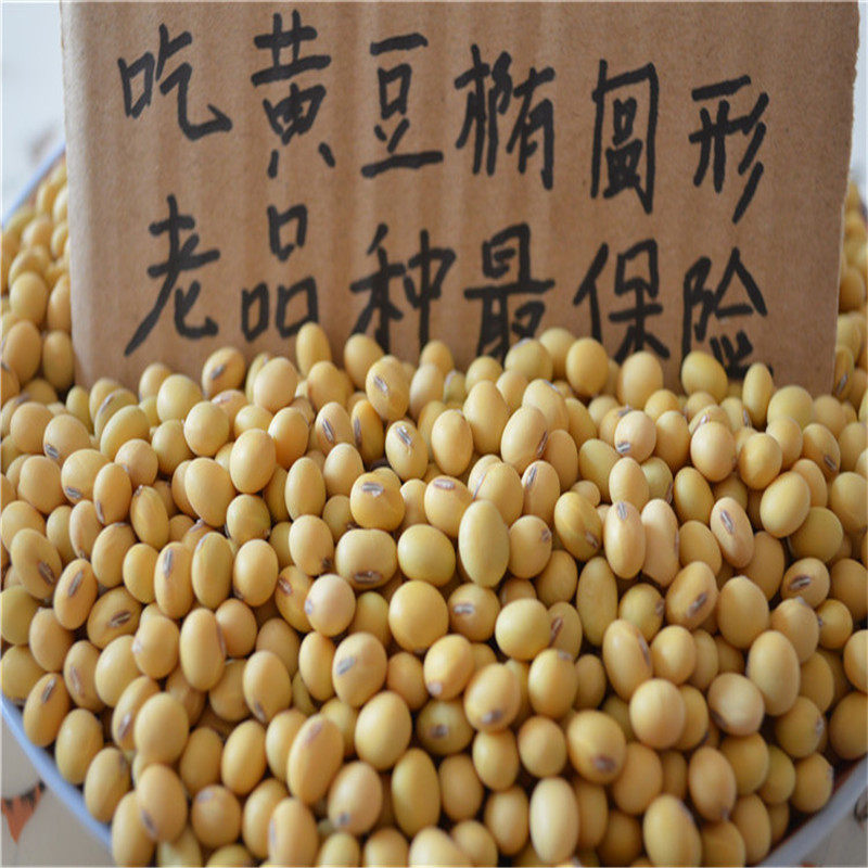 Oval soybean non-genetically modified soybean kidney-shaped soybean farmer's own soybean 250g soy milk