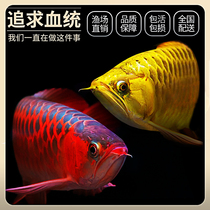 Indonesian red dragon fish Dragon Fish Fish Fry live seedlings ornamental large