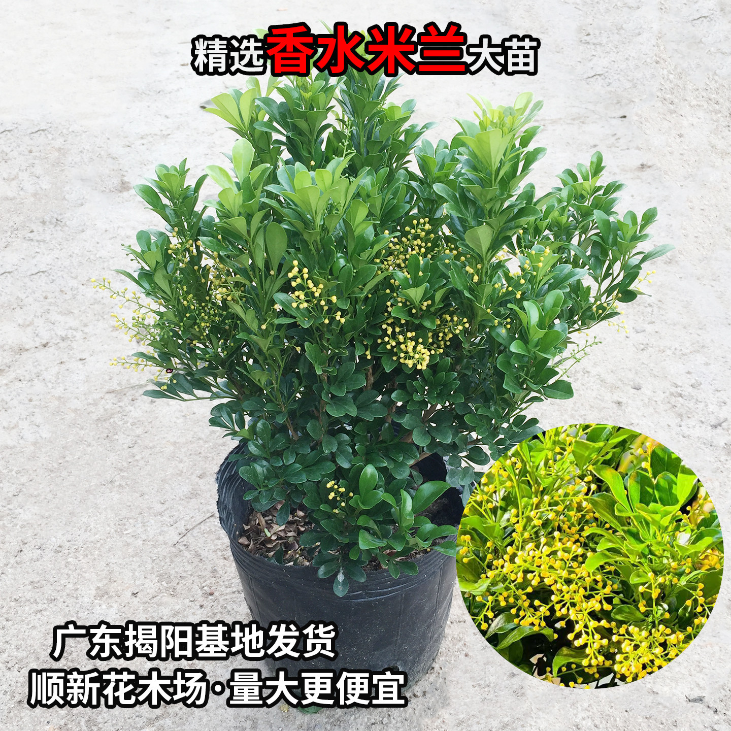 米兰花苗庭院驱蚊虫植物绿植花卉浓香花好养花卉香水米兰多季花卉怎么养？-旅游-淘宝好物网