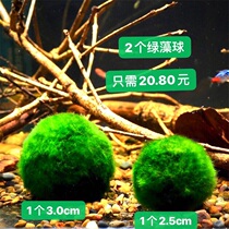 Chlorella ecological bottle micro landscape freshwater creative desktop seaweed ball decorative algae ball fish shrimp tank water grass
