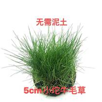 Aquarium fish tank decoration landscaping foreground grass lazy fresh water living mini plant cow hair grass water grass