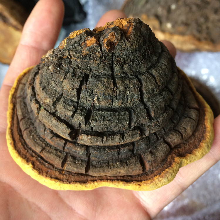 (Non-rock mulberry) Tibetan mulberry mulberry ganoderma lucidum Phnom Penh mulberry mulberry yellow lingzhi special grade ganoderma lucidum 250g