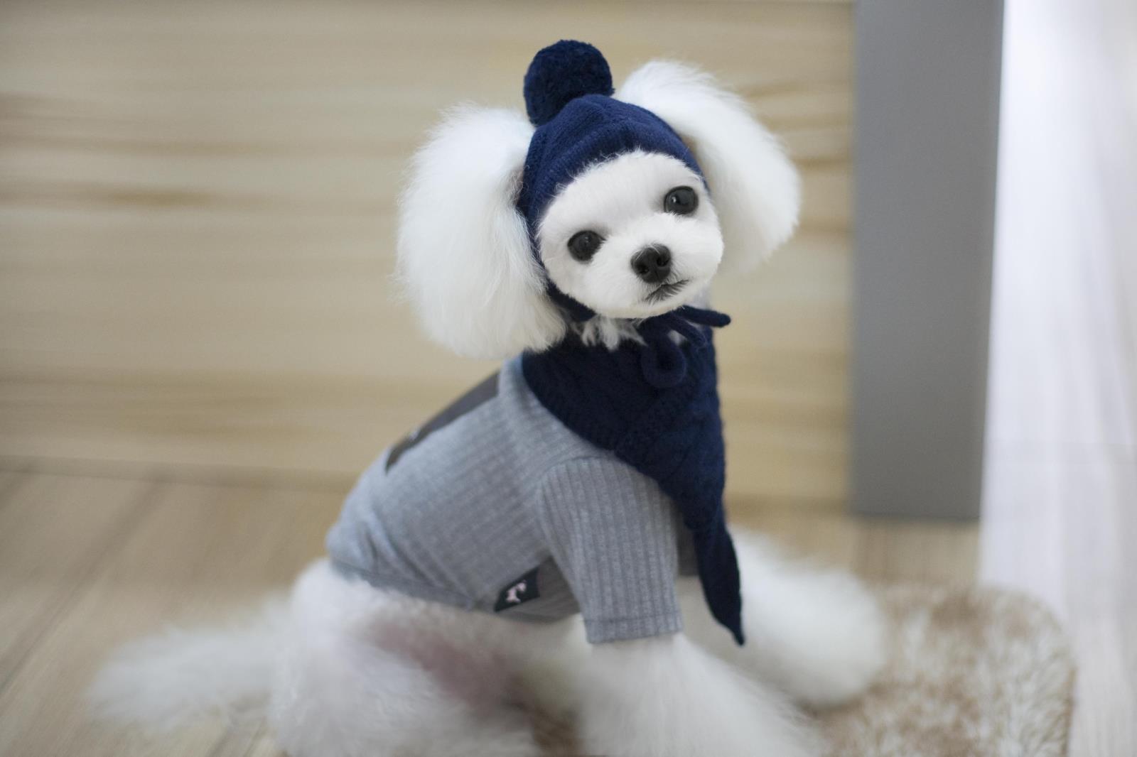 Hạn chế! Bộ khăn quàng cổ thú cưng Ouba Korea của Hàn Quốc ~ mũ chó + khăn Teddy quần áo mùa thu và mùa đông - Quần áo & phụ kiện thú cưng 	áo dành cho chó mèo