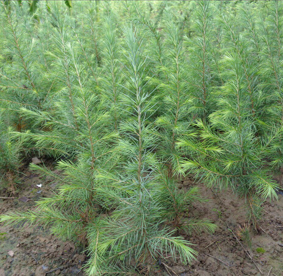 雪松树苗 小苗 宝塔松 圣诞树 庭院绿化苗木 四季常青 耐寒植物-阿里巴巴