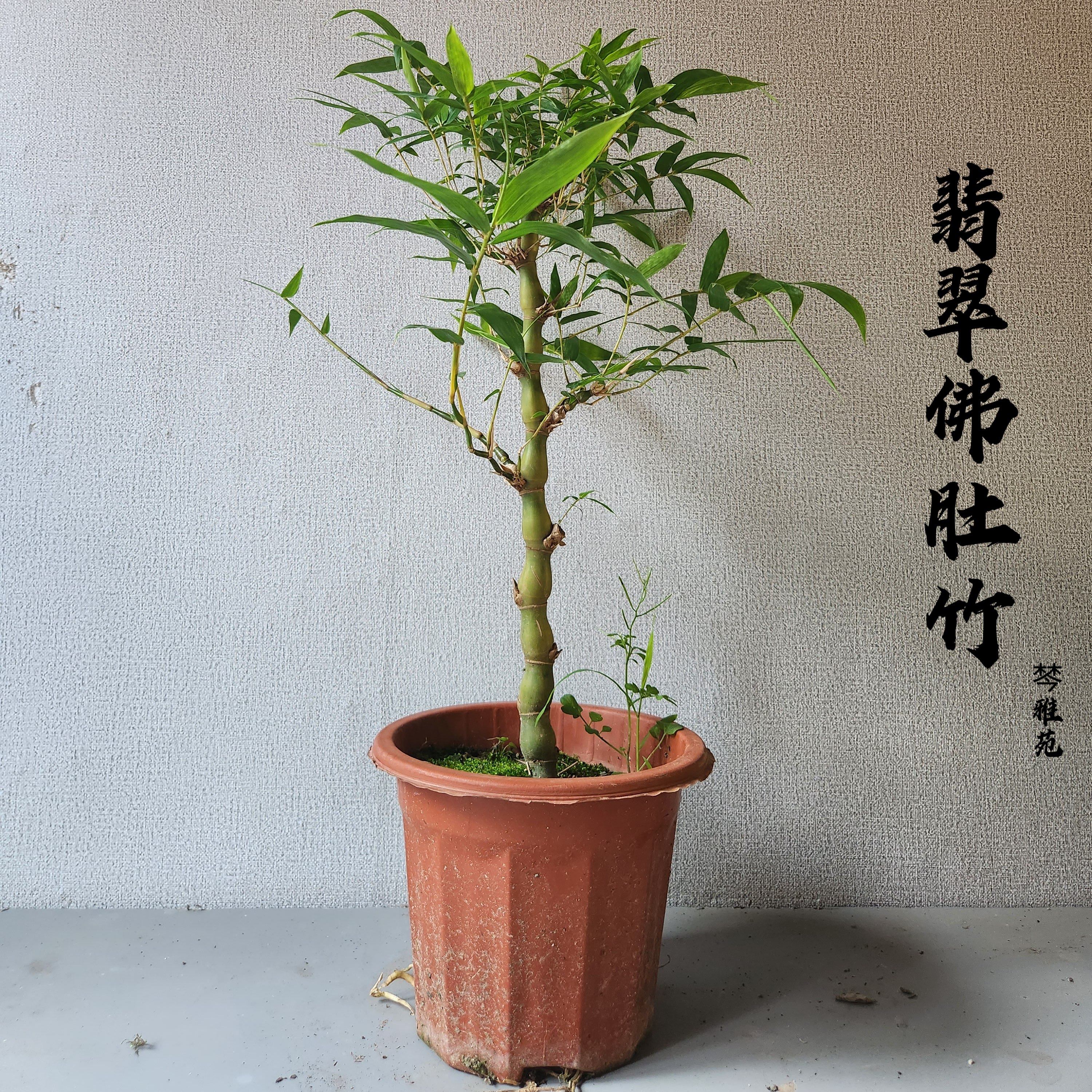金丝佛肚竹和万年金雷竹有何异同?适合作为室内外盆景竹子栽培吗?_游戏推荐_淘宝游戏网