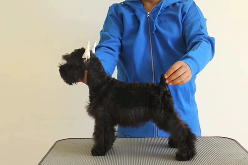 Dalian Hengyue Inu Sales Competition Mini Sherry Pure Black Gong Tekapo