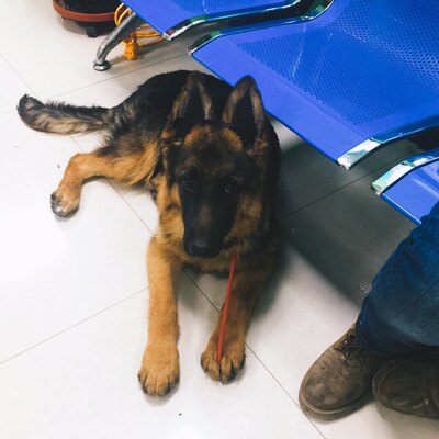 狗德牧立耳器矯正貼犬專用耳托柯基法斗德牧杜賓馬犬東德豎耳器 露天拍賣