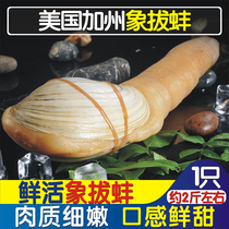 Fresh elephant mussel fresh elephant-nose mussel white stick ivory mussel ready-to-eat sea elephant ivory mussel Mussel Body Iceberg Mussel Alive