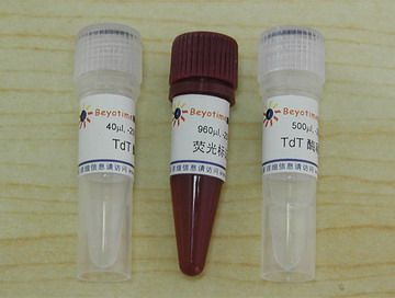 C1086 One-step TUNEL Apoptosis Detection Kit (Green Fluorescence) For Biyuntian