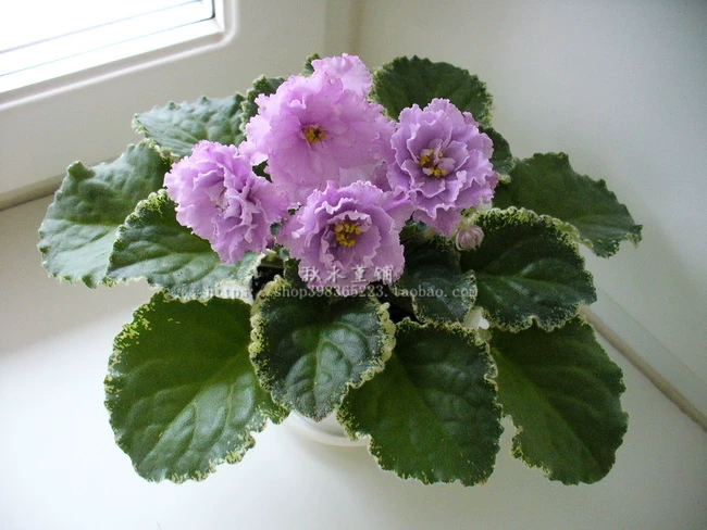 Africa ле ле дождь 丁 非 非 rain (large flower spots)