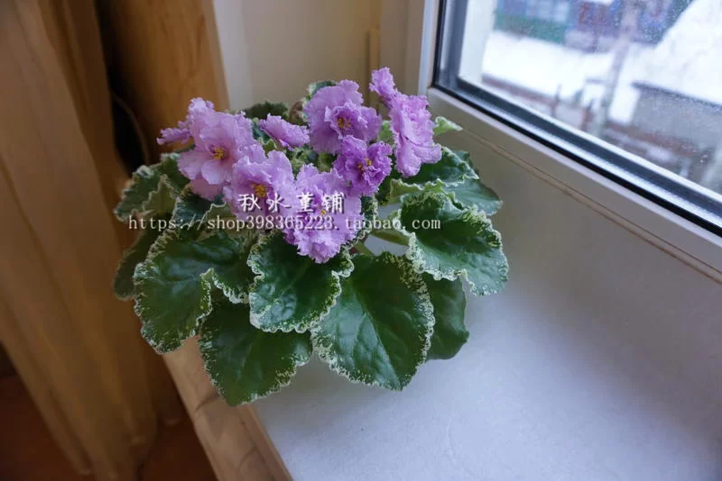 Africa ле ле дождь 丁 非 非 rain (large flower spots)