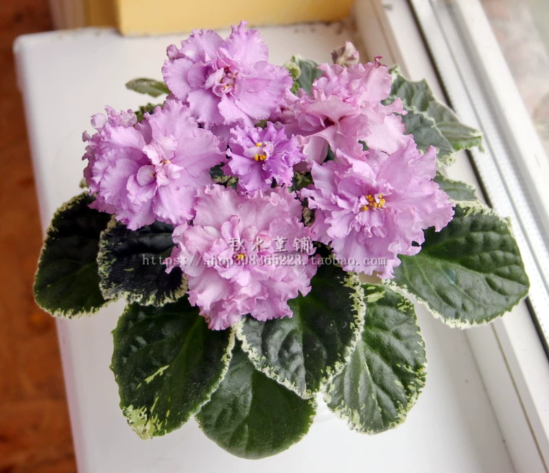 Africa ле ле дождь 丁 非 非 rain (large flower spots)