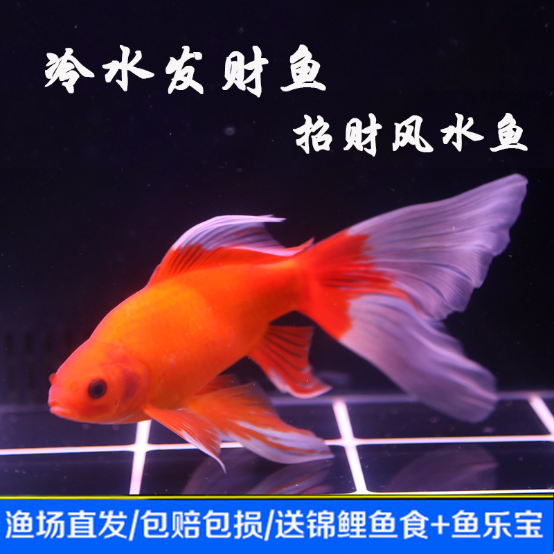 🌊招财鱼来啦！冷水鹦鹉鱼黄金白金龙凤锦鲤鱼，风水鱼中的“黄金