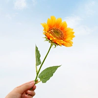 Одиночный подсолнух