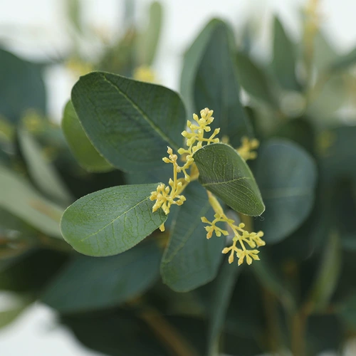 Красочные йогали листья листья симуляция растения декоративные фальшивые цветочные высушенные цветы приземление цветочная бутылка гостиная