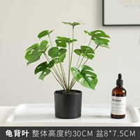 Черепаха назад доля [Специальное предложение]