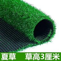 3 сантиметра высокого Sinensis [50 квадратных метров]