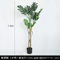 1,6 метра черепаха спиной доли