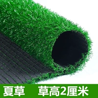 2 сантиметра высокого Sinensis [50 квадратных метров]