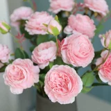 鑺 Cross -′ ′ 帿鐟 帿鐟 帿鐟 帿鐟 姳鏉 熷  搴嗗 灞呭  惤  楗 楗 楗 鑺 亣 亣 亣 鑺 鑺 鑺 鑺