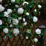 Моделирование розовая виноградная лоза Факовая цветочная виноградная лоза воздух -кондиционированные лестницы