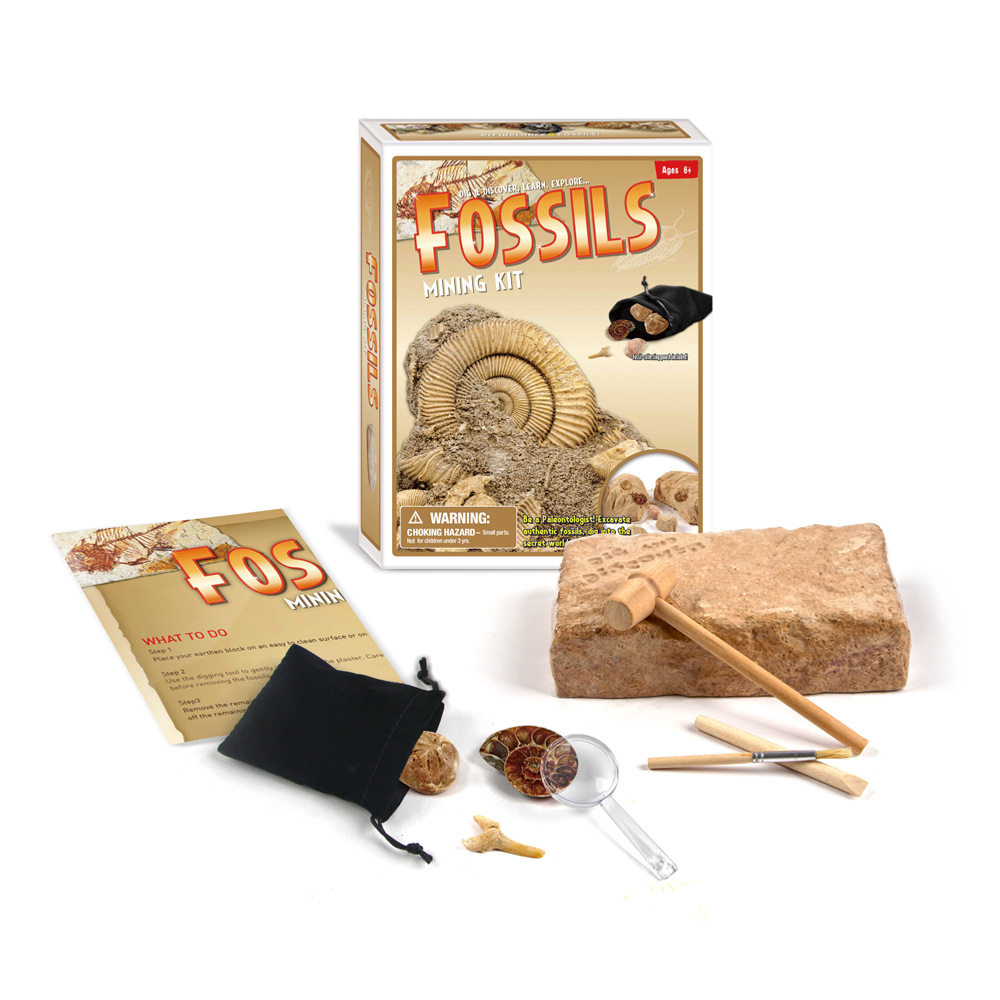 Shell fossil archaeologists dig toys ammonite natural real crystal ore volcano treasure digging children dig treasure