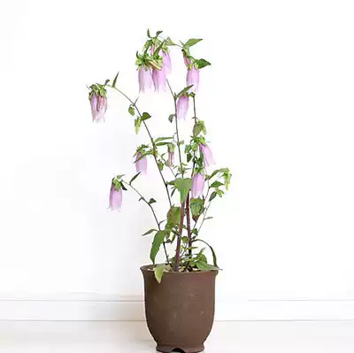 日本風鈴草 濃紫 螢袋多年生營養鉢