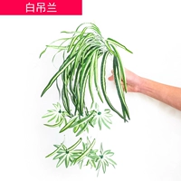 Абрикосовая белая раковина орхидея 1