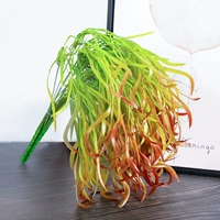 1 лимонный желтый дракон бороду