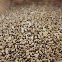 Floating wheat 5kg free mail floating wheat seeds 500g 6 yuan Chinese herbal medicine